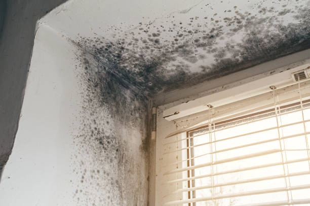 Trusted Basement Mold Remediation service in Plainfield, NJ - Cheap Mold Removal
